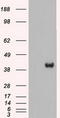 Mitogen-Activated Protein Kinase Kinase 2 antibody, LS-C114565, Lifespan Biosciences, Western Blot image 