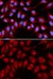 Interleukin 16 antibody, GTX54334, GeneTex, Immunofluorescence image 