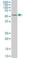 GA Binding Protein Transcription Factor Subunit Alpha antibody, H00002551-M06, Novus Biologicals, Western Blot image 