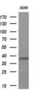 Insulin Like Growth Factor Binding Protein 2 antibody, M01373, Boster Biological Technology, Western Blot image 