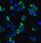 Axin 2 antibody, A01772, Boster Biological Technology, Immunofluorescence image 
