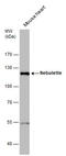 Nebulette antibody, GTX120922, GeneTex, Western Blot image 