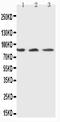 X-Ray Repair Cross Complementing 5 antibody, PA1641-1, Boster Biological Technology, Western Blot image 
