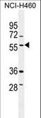 T-SNARE Domain Containing 1 antibody, LS-C160258, Lifespan Biosciences, Western Blot image 