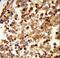 C1q And TNF Related 6 antibody, LS-C168052, Lifespan Biosciences, Immunohistochemistry frozen image 