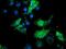Schlafen Like 1 antibody, GTX83614, GeneTex, Immunofluorescence image 