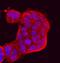 Protocadherin-8 antibody, PA5-47739, Invitrogen Antibodies, Immunocytochemistry image 