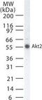 RAC-beta serine/threonine-protein kinase antibody, MA1-41115, Invitrogen Antibodies, Western Blot image 