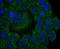 Calpain 2 antibody, A03492-1, Boster Biological Technology, Immunocytochemistry image 