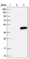 TruB Pseudouridine Synthase Family Member 2 antibody, PA5-54350, Invitrogen Antibodies, Western Blot image 