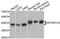 Mitochondrial Transcription Termination Factor 2 antibody, PA5-76412, Invitrogen Antibodies, Western Blot image 