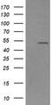 Zinc finger and SCAN domain-containing protein 21 antibody, TA506092S, Origene, Western Blot image 