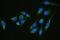 Complement C1q Binding Protein antibody, PB9921, Boster Biological Technology, Immunofluorescence image 