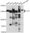CCCTC-Binding Factor antibody, A12562, ABclonal Technology, Western Blot image 