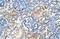 S1PR5 antibody, 29-786, ProSci, Immunohistochemistry frozen image 