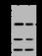 Sad1 And UNC84 Domain Containing 1 antibody, 203931-T42, Sino Biological, Western Blot image 