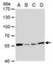 Chaperonin Containing TCP1 Subunit 7 antibody, PA5-27393, Invitrogen Antibodies, Western Blot image 