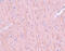 Coiled-coil domain-containing protein 106 antibody, 5865, ProSci, Immunohistochemistry frozen image 