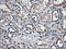 Transforming Acidic Coiled-Coil Containing Protein 3 antibody, GTX83533, GeneTex, Immunohistochemistry paraffin image 