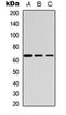 Myeloperoxidase antibody, orb360767, Biorbyt, Western Blot image 