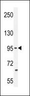 Protocadherin 20 antibody, LS-C163415, Lifespan Biosciences, Western Blot image 