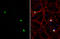 Actin Like 6B antibody, GTX122920, GeneTex, Immunocytochemistry image 
