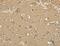 Serine Incorporator 1 antibody, MBS2517837, MyBioSource, Immunohistochemistry frozen image 