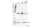 Heme Oxygenase 1 antibody, 43966S, Cell Signaling Technology, Western Blot image 