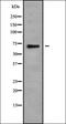 Pre-MRNA Processing Factor 38B antibody, orb338571, Biorbyt, Western Blot image 