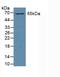 GATA Binding Protein 2 antibody, MBS2026161, MyBioSource, Western Blot image 