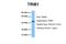 Tribbles Pseudokinase 1 antibody, ARP52412_P050, Aviva Systems Biology, Western Blot image 