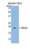CD11b antibody, LS-C372815, Lifespan Biosciences, Western Blot image 