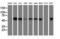 Tubulin Alpha Like 3 antibody, LS-C173525, Lifespan Biosciences, Western Blot image 