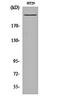 RNA Polymerase II Subunit A antibody, orb162685, Biorbyt, Western Blot image 