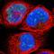 Holliday Junction Recognition Protein antibody, HPA008436, Atlas Antibodies, Immunocytochemistry image 