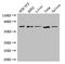 Interleukin 23 Receptor antibody, CSB-PA733162LA01HU, Cusabio, Western Blot image 