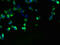 Family With Sequence Similarity 118 Member A antibody, A59006-100, Epigentek, Immunofluorescence image 