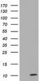 Cytochrome C Oxidase Subunit 6A1 antibody, LS-C115385, Lifespan Biosciences, Western Blot image 