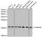 Translocase Of Outer Mitochondrial Membrane 20 antibody, A6774, ABclonal Technology, Western Blot image 