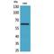 Heparanase antibody, LS-C387109, Lifespan Biosciences, Western Blot image 