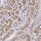 Coiled-Coil Domain Containing 73 antibody, PA5-58489, Invitrogen Antibodies, Immunohistochemistry frozen image 