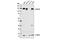 SEC31 Homolog A, COPII Coat Complex Component antibody, 13466S, Cell Signaling Technology, Western Blot image 