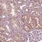 HIRA Interacting Protein 3 antibody, PA5-64097, Invitrogen Antibodies, Immunohistochemistry paraffin image 