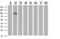 Leucine Rich Repeat Containing G Protein-Coupled Receptor 6 antibody, TA504757, Origene, Western Blot image 