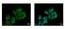 ATPase H+ Transporting V0 Subunit A4 antibody, PA5-29109, Invitrogen Antibodies, Immunofluorescence image 