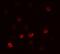 Fli-1 Proto-Oncogene, ETS Transcription Factor antibody, GTX31888, GeneTex, Immunofluorescence image 