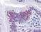 Caudal Type Homeobox 2 antibody, 51-439, ProSci, Immunohistochemistry paraffin image 