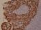 Keratin 5 antibody, NBP2-77439, Novus Biologicals, Immunohistochemistry frozen image 