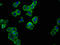 SLAM Family Member 6 antibody, LS-C674242, Lifespan Biosciences, Immunofluorescence image 