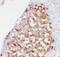 Cavin-1 antibody, FNab06950, FineTest, Immunohistochemistry frozen image 